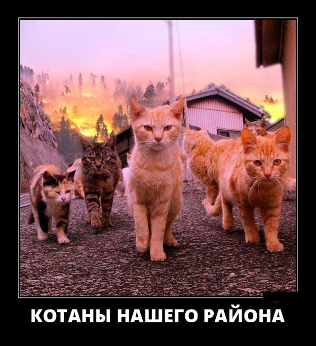 Демотиваторы (30 фото)