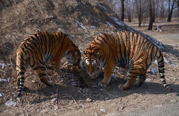 Тучные тигры в китайском зоопарке не боятся морозов (8 фото)