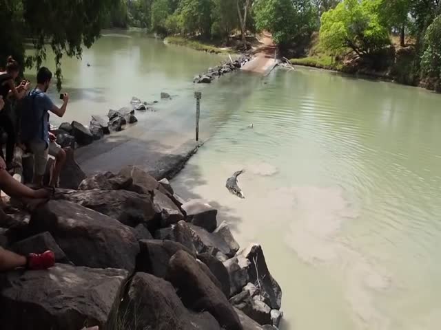Крокодил лишил рыбака улова