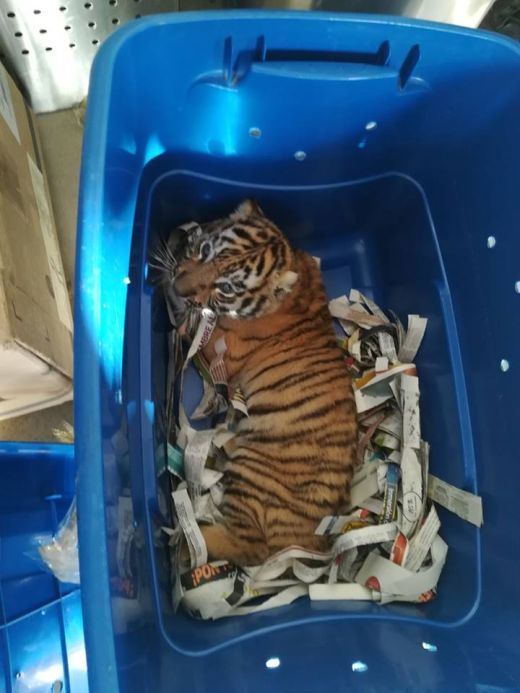 Мексиканец отправил по почте тигренка (3 фото)
