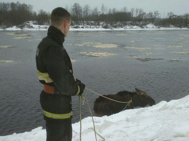 Как спасатели вытаскивали лося из ледяного плена (3 фото)