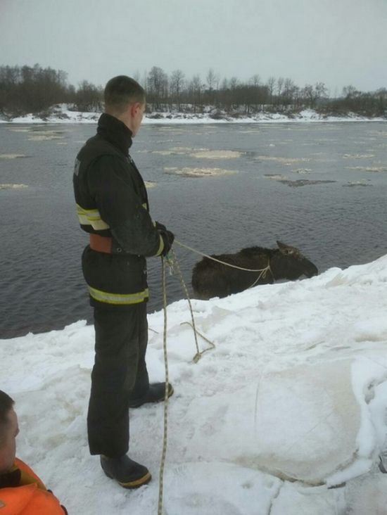 Как спасатели вытаскивали лося из ледяного плена (3 фото)