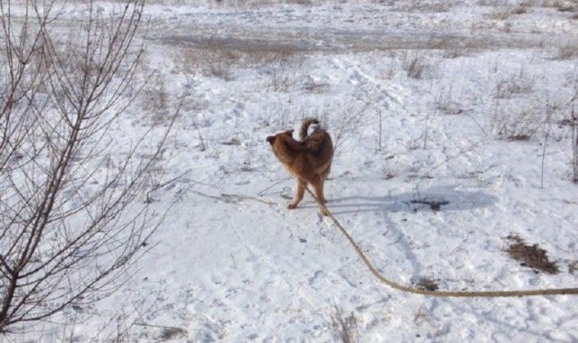 Жители Волгограда спасли собаку от смерти  (3 фото)