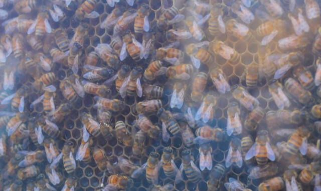 Пчелы вместо домашних любимцев (8 фото)