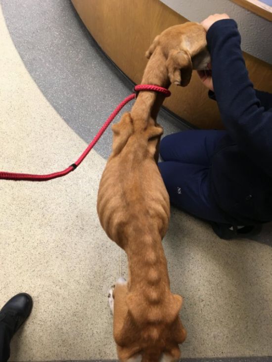 Спасенная собака набрала лишние килограммы (8 фото)