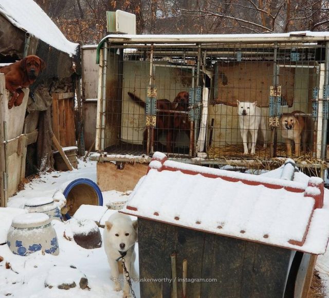 Без медали, но с собакой: приключения Гаса Кенуорти в Пхенчхане (6 фото)