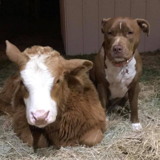 Спасенный в Техасе теленок думает, что он пес (7 фото)