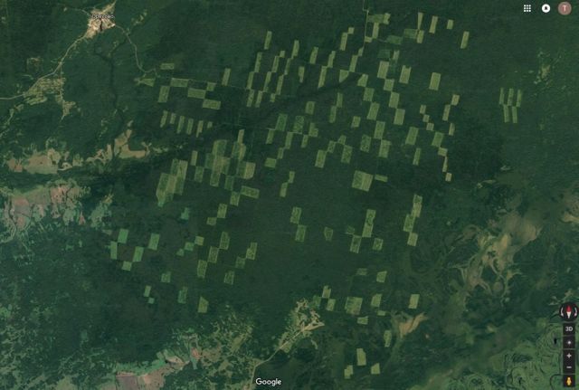 Китайская корпорация арендовала 137 га леса в Томской области (2 фото)
