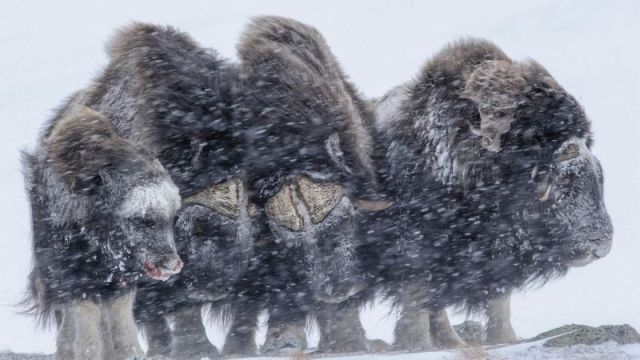 Мощные животные противостоят снежной буре (3 фото)
