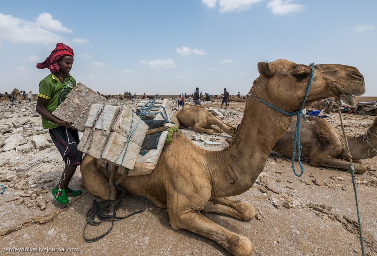 Работа в Эфиопии: сколько платят за добычу соли? (9 фото)