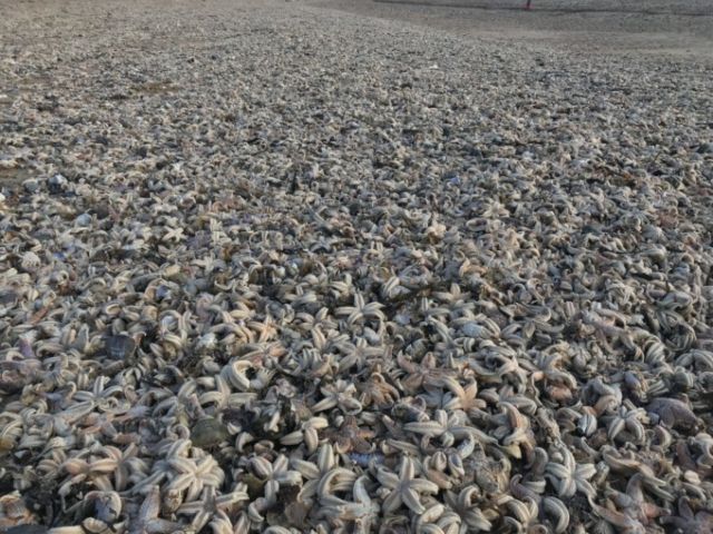 «Армагедон морских звезд» на пляжах Великобритании (5 фото)