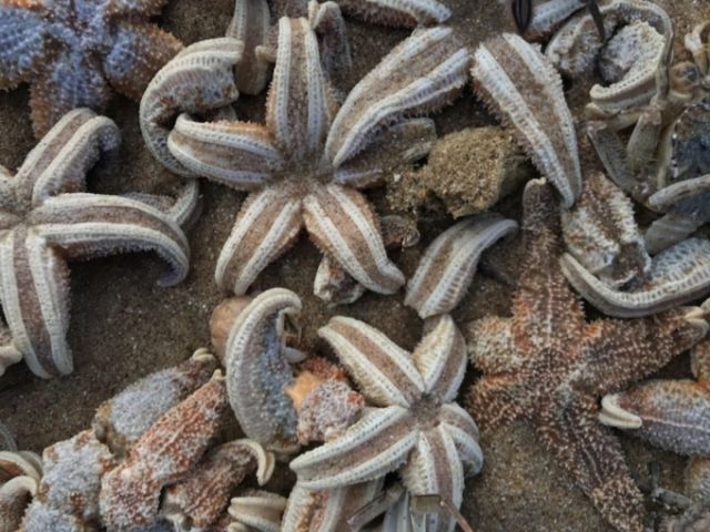 «Армагедон морских звезд» на пляжах Великобритании (5 фото)