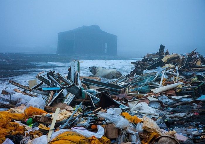 Новая Земля: как выжить в русской Арктике (42 фото)