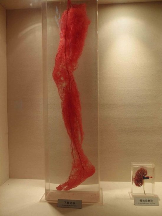 Кровеносная система без тканей: экспонаты из Шанхайского музея (2 фото)