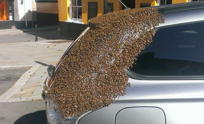 Рой пчел облюбовал автомобиль Mitsubishi (5 фото)