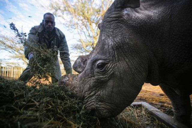 Умер последний в мире самец северного белого носорога (3 фото)