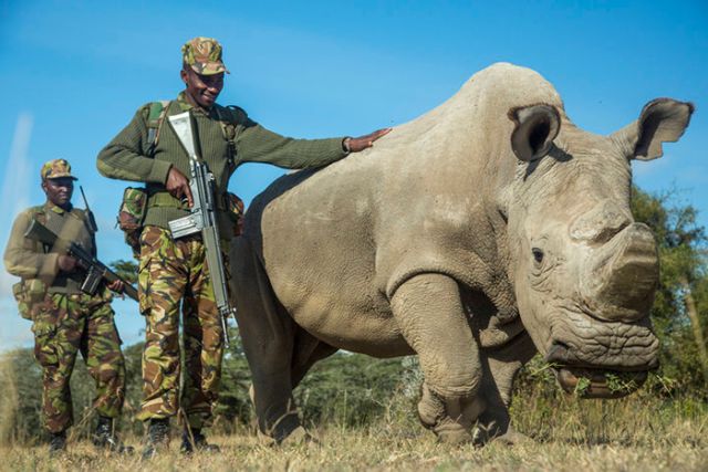 Умер последний в мире самец северного белого носорога (3 фото)