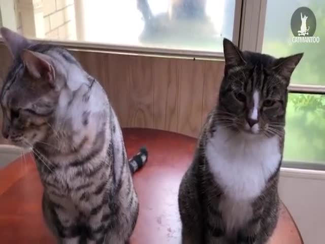 Кот сдал своего подельника