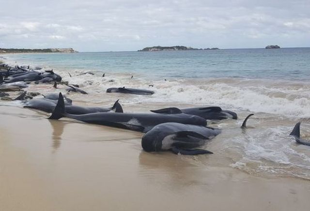 Более 130 дельфинов-гринд выбросились на побережье Австралии (3 фото + видео)