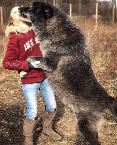 Гибриды волка и собаки (25 фото)