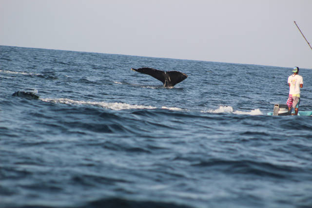 Возможные последствия наблюдения за китами (11 фото)