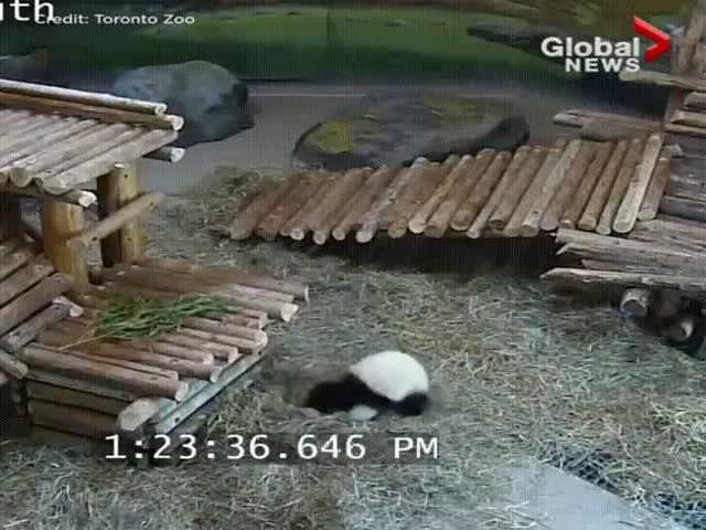 Подборка неуклюжих панд
