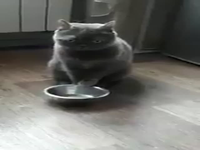 Безмолвный кот просит еды