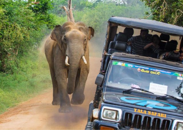 В Шри-Ланке слон едва не испортил туристам сафари (5 фото)