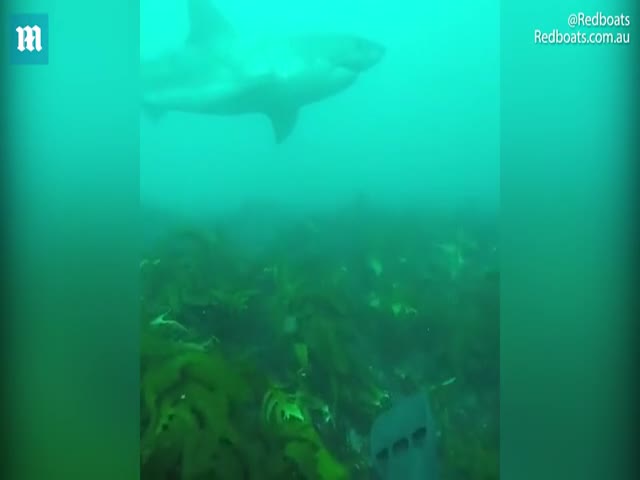 Встреча с белой акулой
