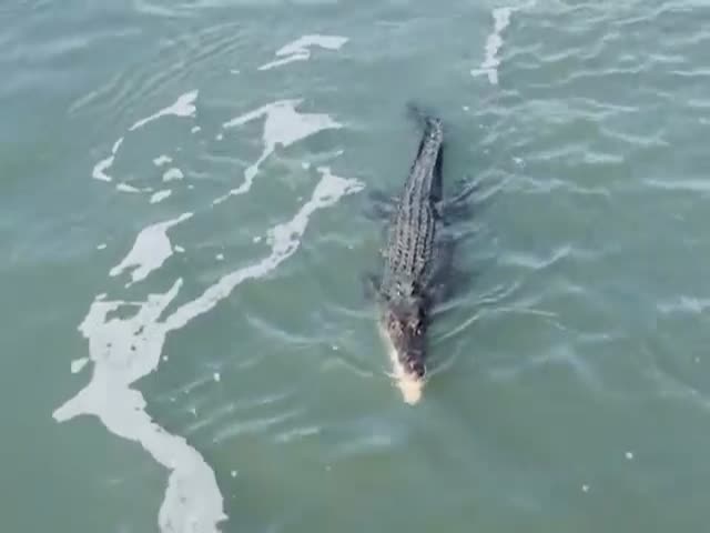 Акула против крокодила
