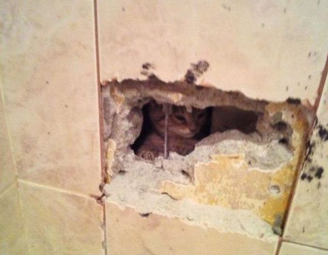 Провалившийся в вентиляционную шахту котенок второй раз вынуждает ремонтировать стену (3 фото)