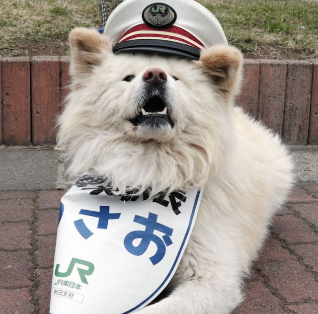 Бездомный пес стал начальником железнодорожного вокзала в Японии (4 фото)