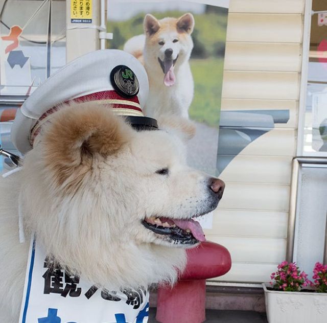 Бездомный пес стал начальником железнодорожного вокзала в Японии (4 фото)