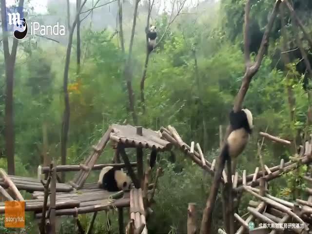 Неуклюжие панды