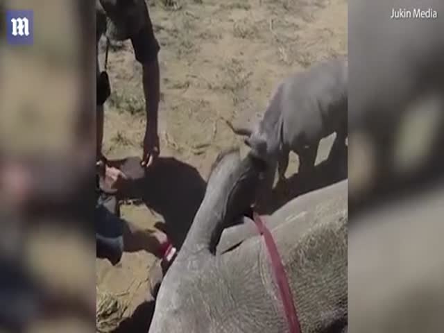 Маленький носорог защищает свою маму