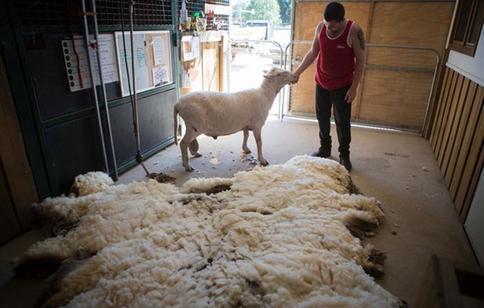Овца, которую не стригли 4 года, избавилась от тяжелой ноши (8 фото)
