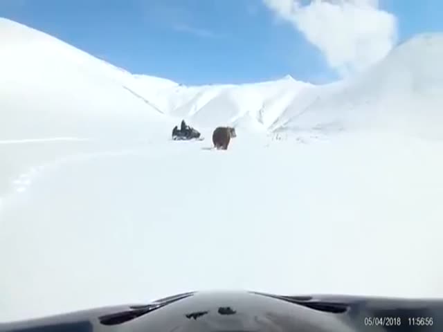 Рыбаки устроили погоню за медведем на снегоходах