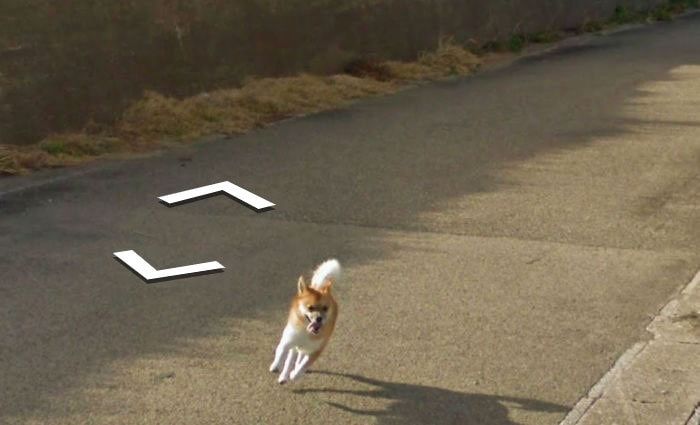 Пес погнался за машиной Google Street View и попал на все кадры (8 фото)