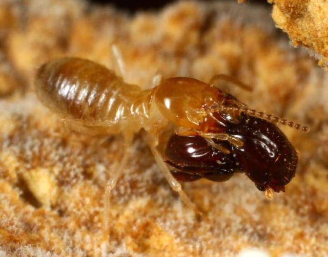 Eocorythoderus incredibilis - жук, который разленился ходить и теперь его носят термиты (3 фото)