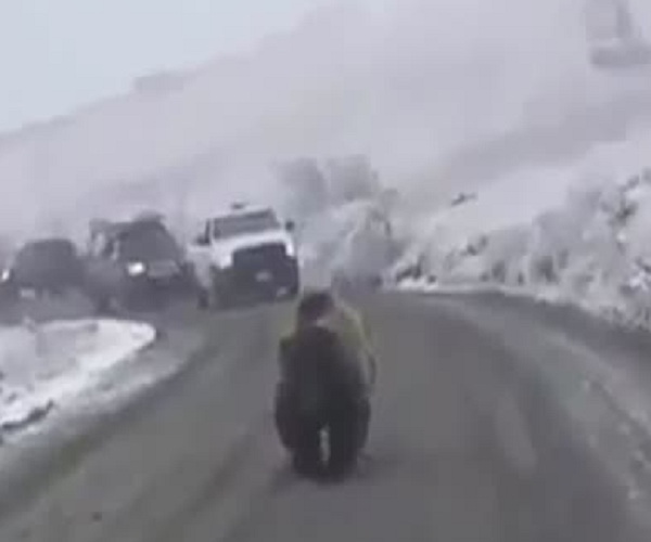 Медведь парализовал движение на трассе на Камчатке