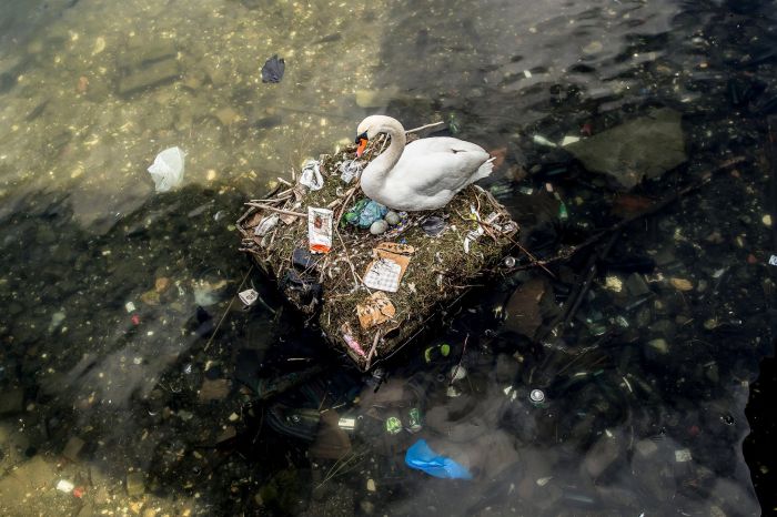 В Копенгагене самка лебедя свила гнездо из мусора и отложила в него яйца (4 фото)