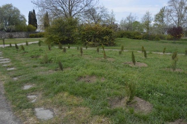 В Севастополе похитили деревья с аллеи в память о жертвах пожара в Кемерово (3 фото)