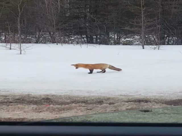 Зимняя охота лисы