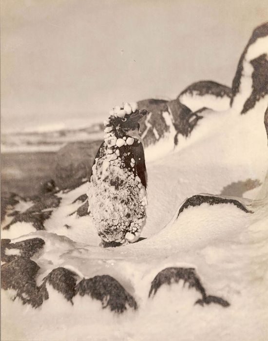 Первая австралийская экспедиция в Антарктиду, 1911 - 1914 (29 фото)