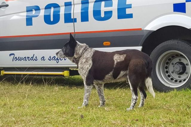 В Австралии пес спас 3-летнюю заблудившуюся девочку (6 фото)