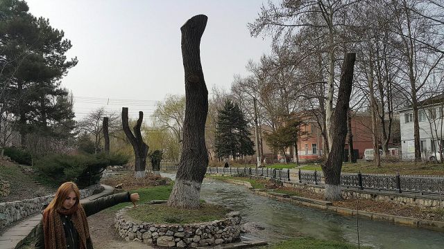Деревья-обрубки из российских городов (15 фото)