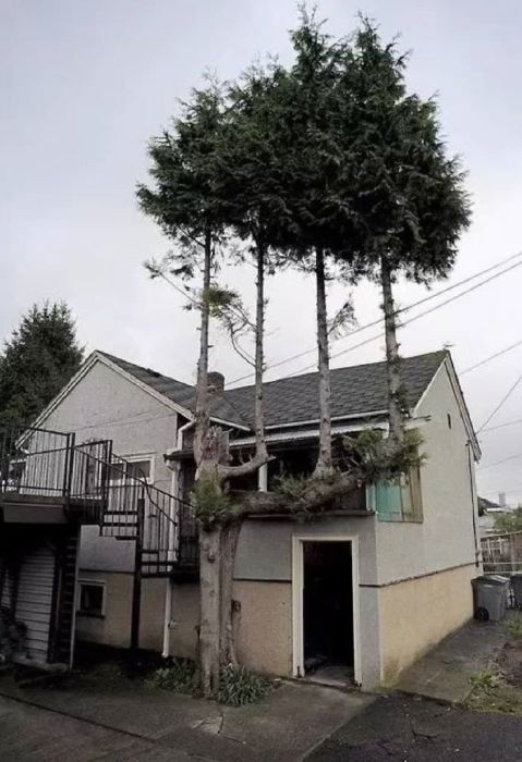 Необычно растущие деревья (20 фото)