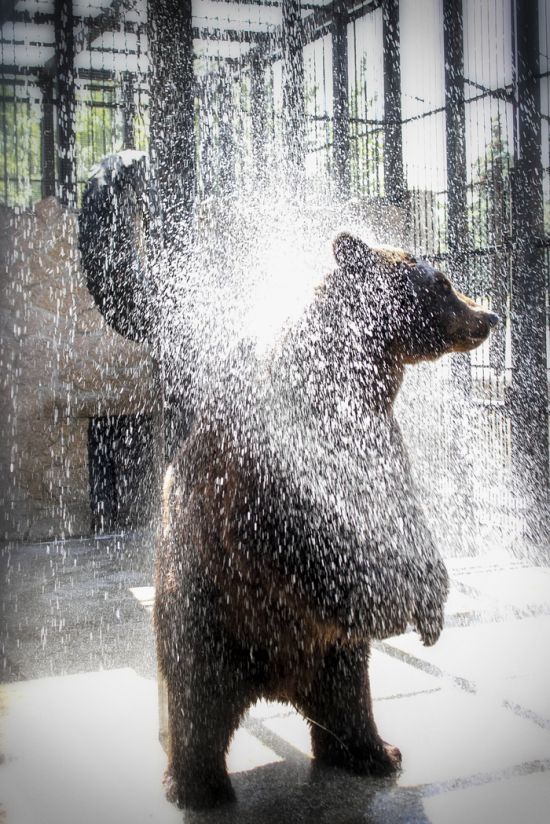 Медведь, который очень любит утренний душ (4 фото)