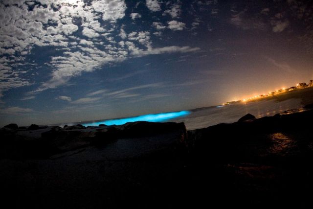 В Калифорнии океан стал светиться голубым цветом (8 фото)