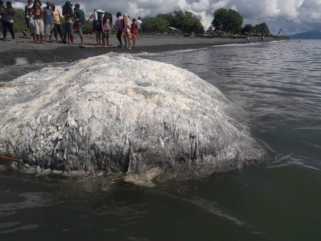 Лохматое существо выбило на берег Филиппин (6 фото + видео)